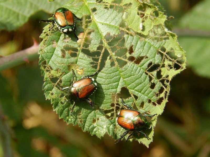 Popillia japonica, Rutelidae - nuovo alieno in Italia